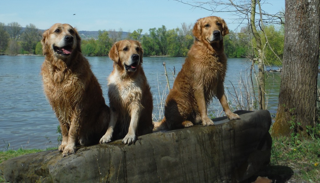 Harry, Arko und Achilles