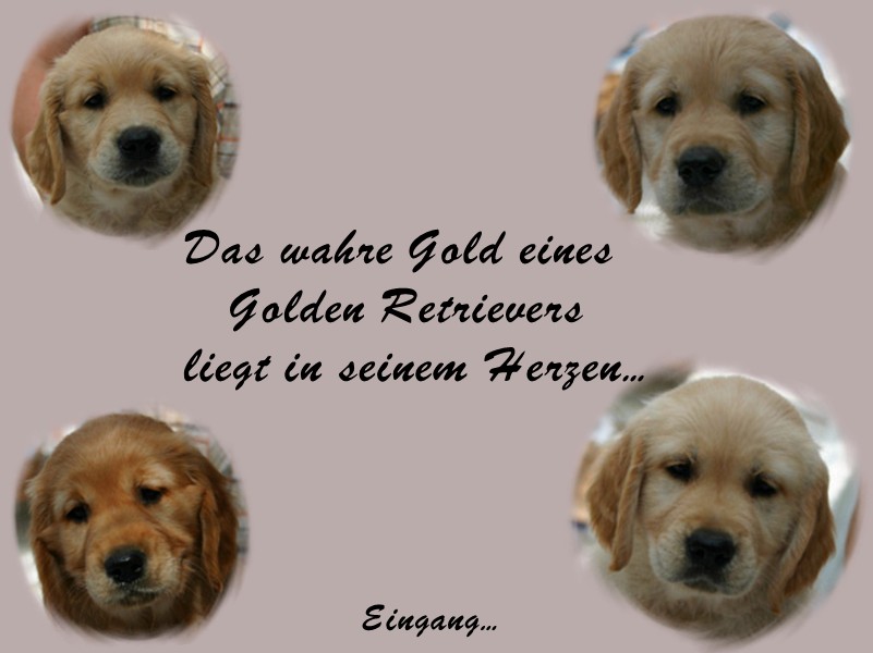 Dunfield Golden Retriever Zucht von Alexandra Logemann