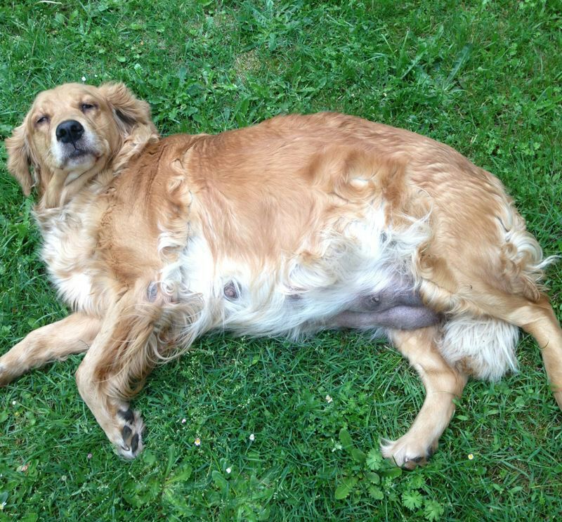 Hope mit Welpen im Bauch Hope mit Welpen im Bauch