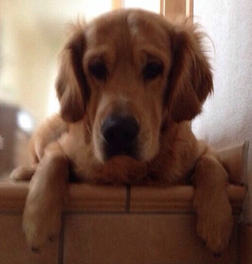 Benji Benji