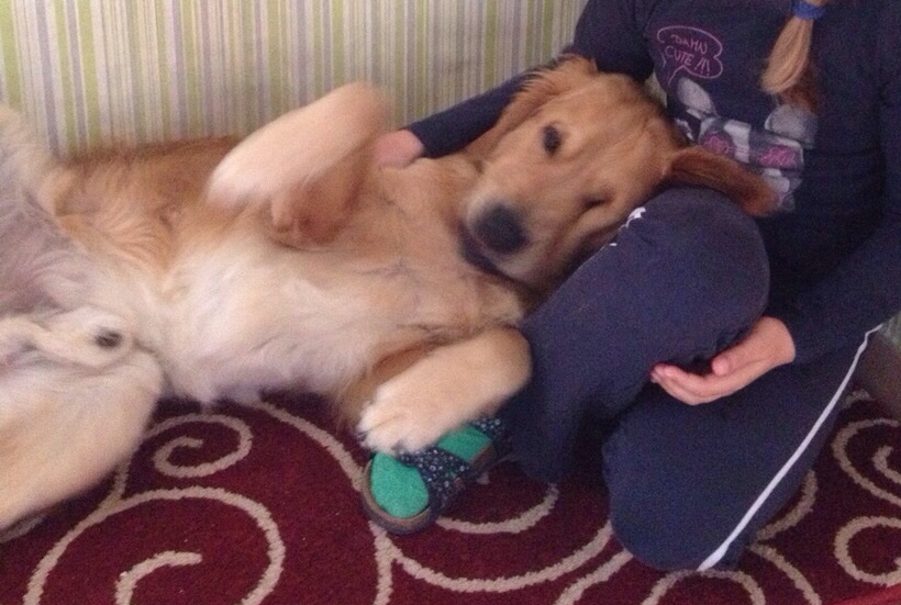 Benji beim Schmusen Benji beim Schmusen