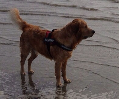 Benji im Wasser Benji im Wasser