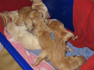 babys_alle babys_alle