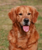linus_hope1b linus_hope1b